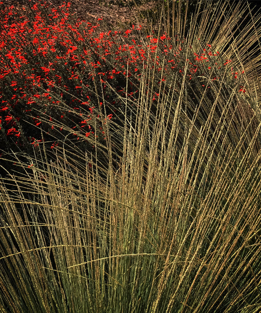 *RETAIL - Muhlenbergia rigens