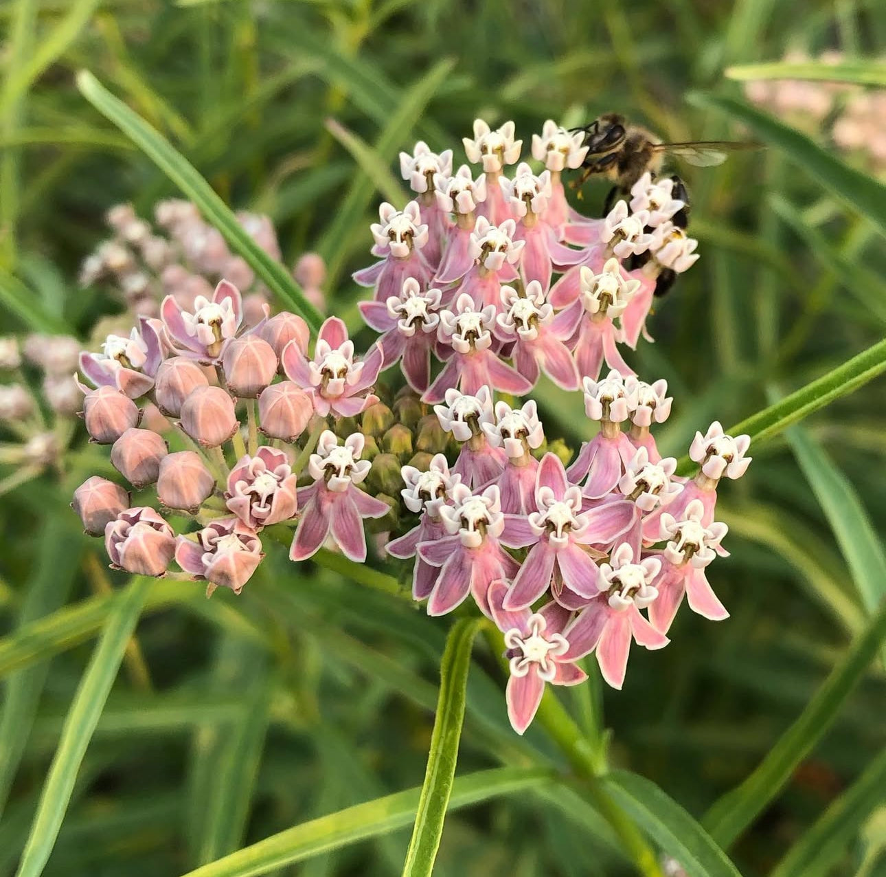 *RETAIL - Asclepias fascicularis