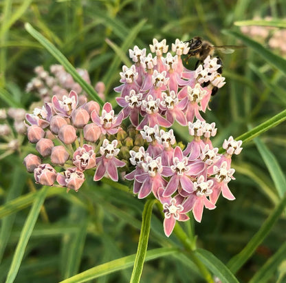 *RETAIL - Asclepias fascicularis