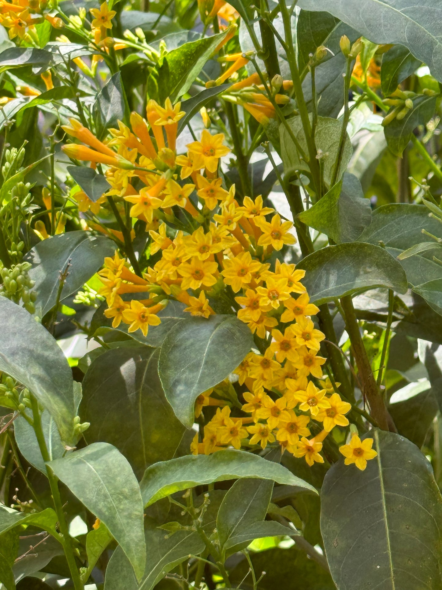 *RETAIL - Cestrum 'Orange Peel'