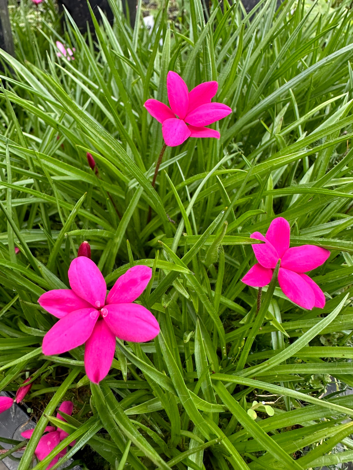 Rhodohypoxis baurii 'Wintergreen Red'