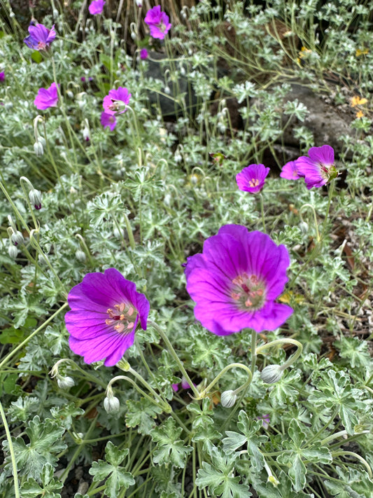 Geranium harveyi