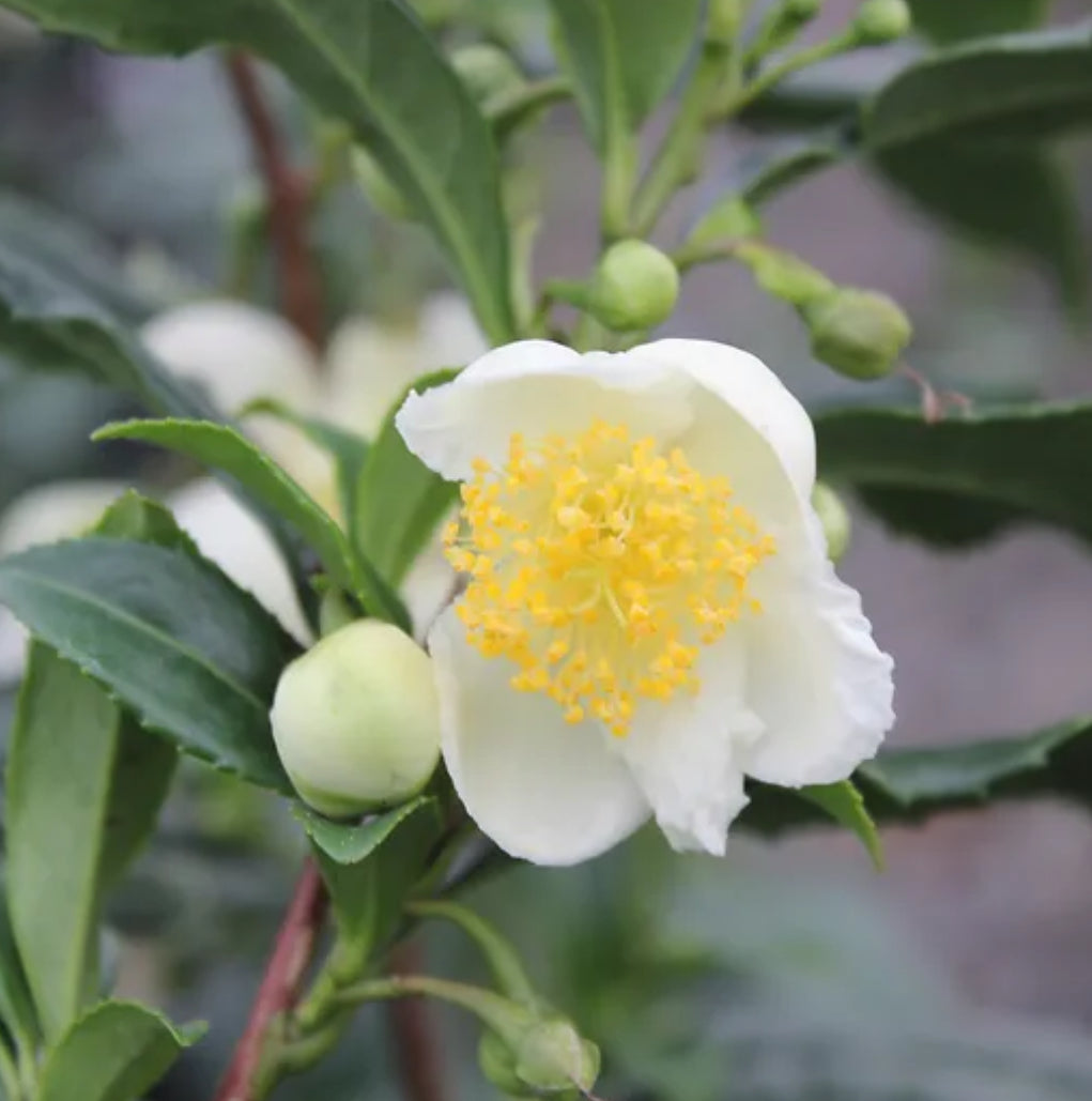 *RETAIL - Camellia sinensis