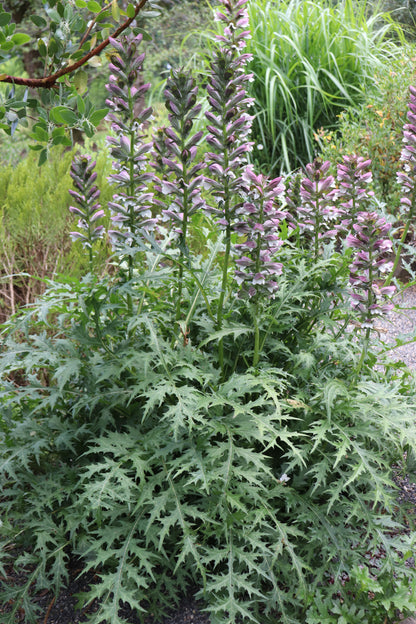 *RETAIL - Acanthus spinosus