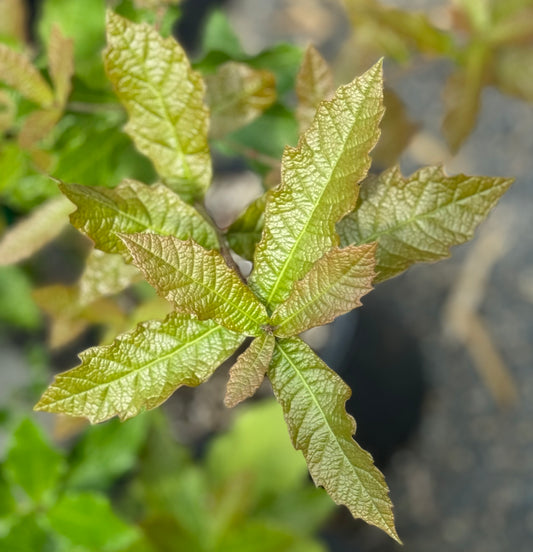 *RETAIL - Quercus rysophylla 'JF GDN'