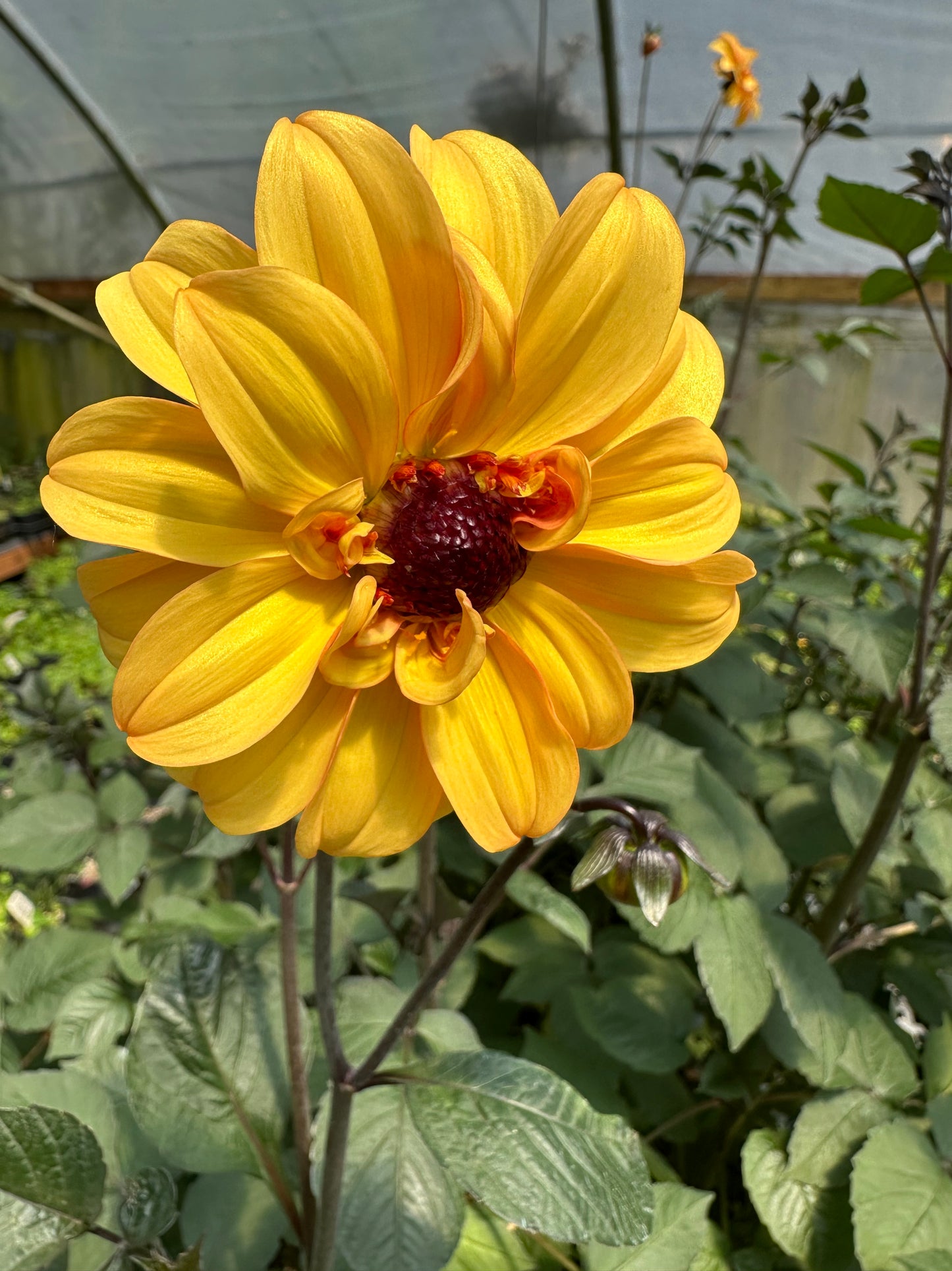 *RETAIL - Dahlia 'David Howard'