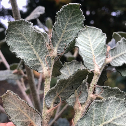 Quercus greggii -La Siberica strain