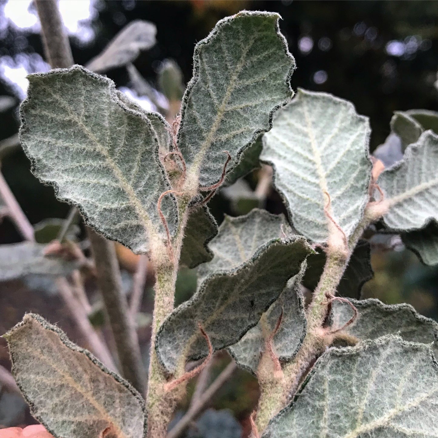 *RETAIL - Quercus greggii - La Siberica strain