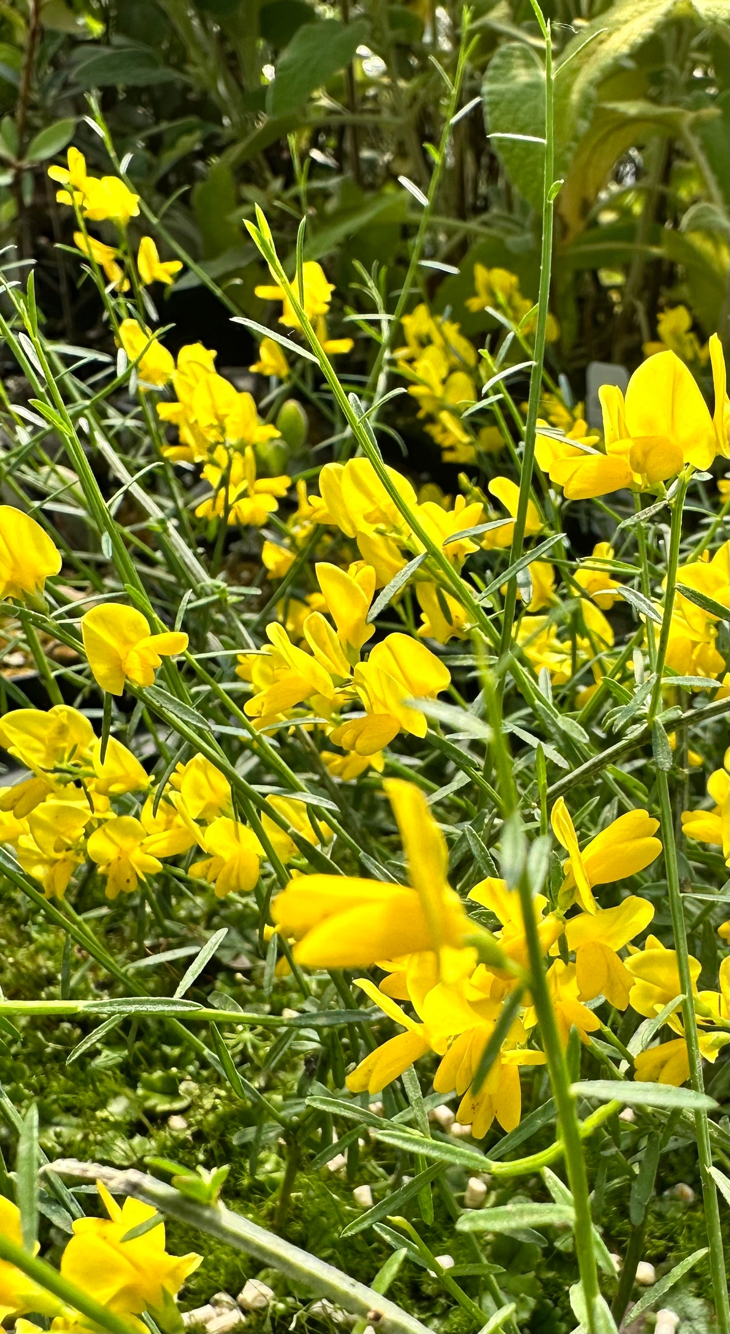 Genista lydia