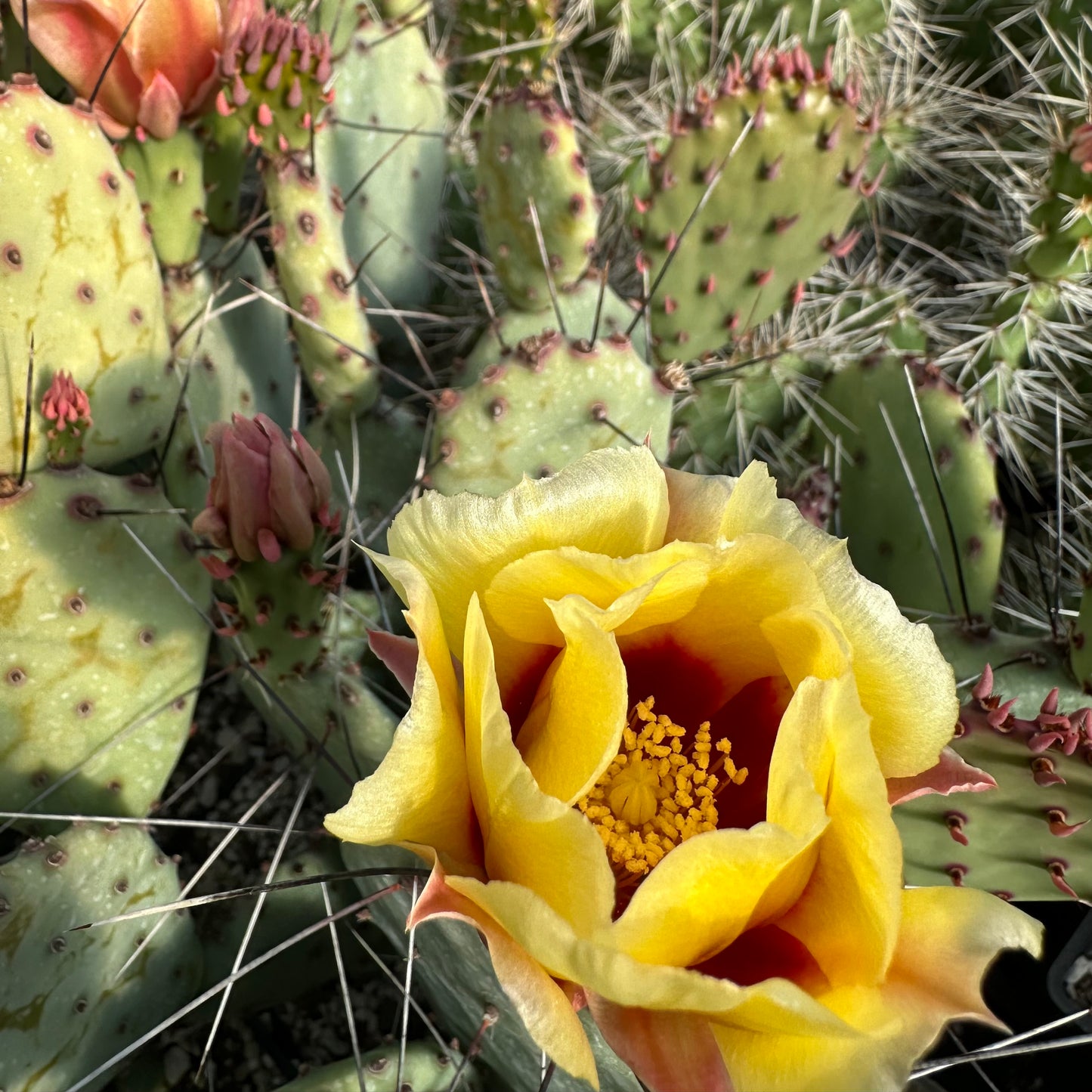 Opuntia macrocentra