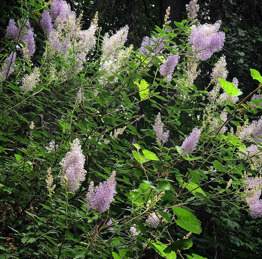 *RETAIL - Ceanothus intergerrimus