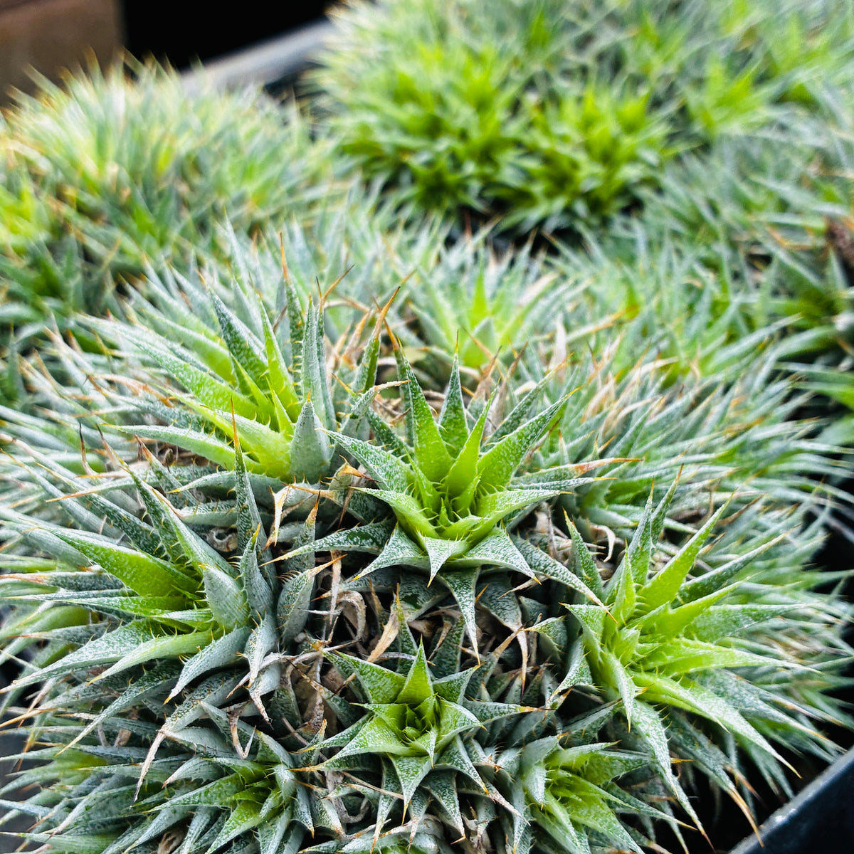 *RETAIL - Deuterocohnia brevifolia