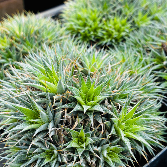 *RETAIL - Deuterocohnia brevifolia