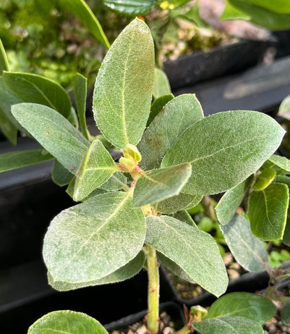 Arctostaphylos columbiana [Lawrence large]