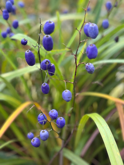 *RETAIL - Dianella tasmanica 'Ellen Smart'