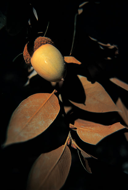 Quercus chrysolepis