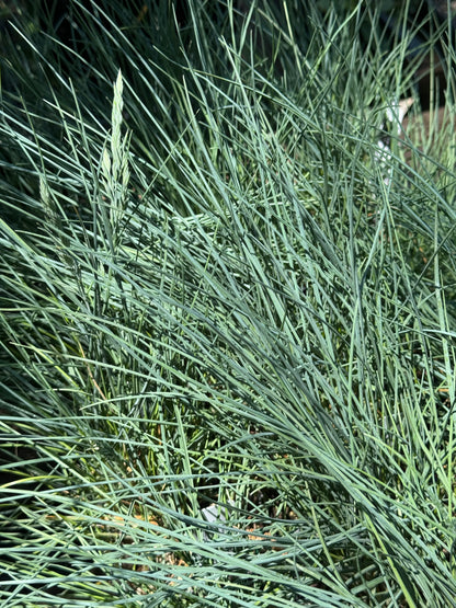 *RETAIL - Festuca rubra ‘Patrick’s Point’