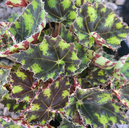 *RETAIL - Begonia 'Tiger Paws'