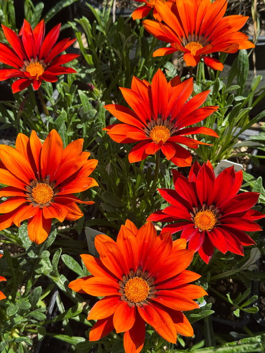 *RETAIL - Gazania x rigens [red form]