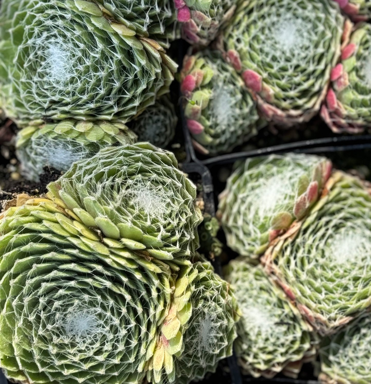 *RETAIL - Sempervivum 'Grapetone'