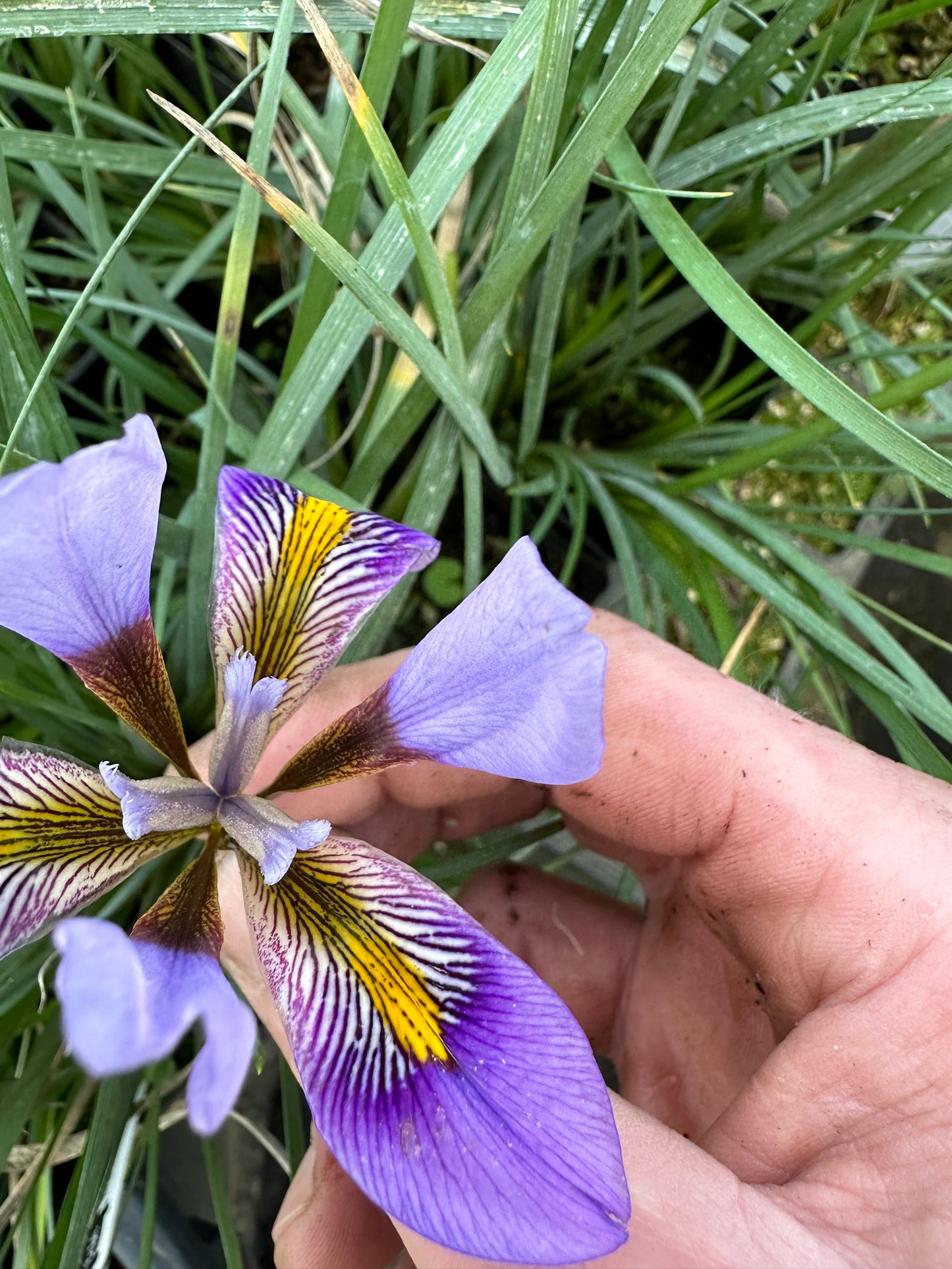 Iris unguicularis var. cretensis 'Kotsifou Gorge'