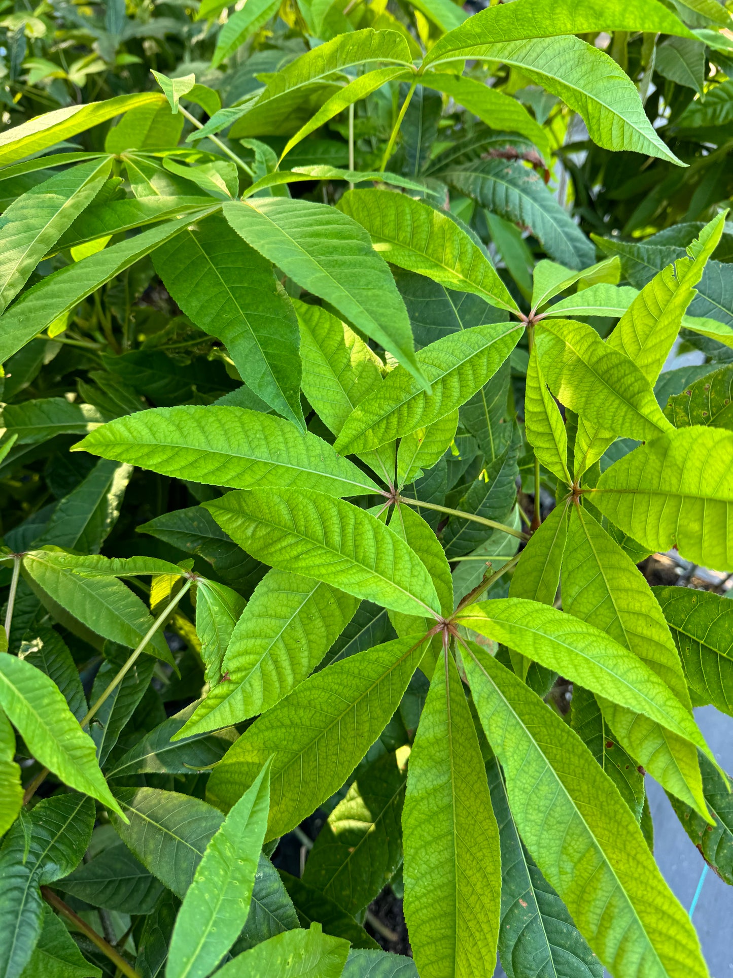 *RETAIL - Aesculus wangii