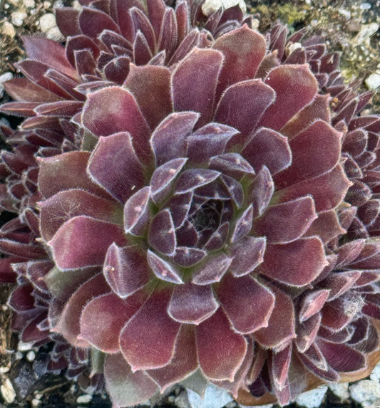 Sempervivum 'Pacific Red Tide'