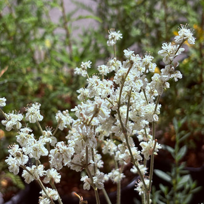 *RETAIL - Eriogonum niveum