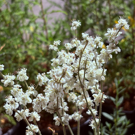 *RETAIL - Eriogonum niveum