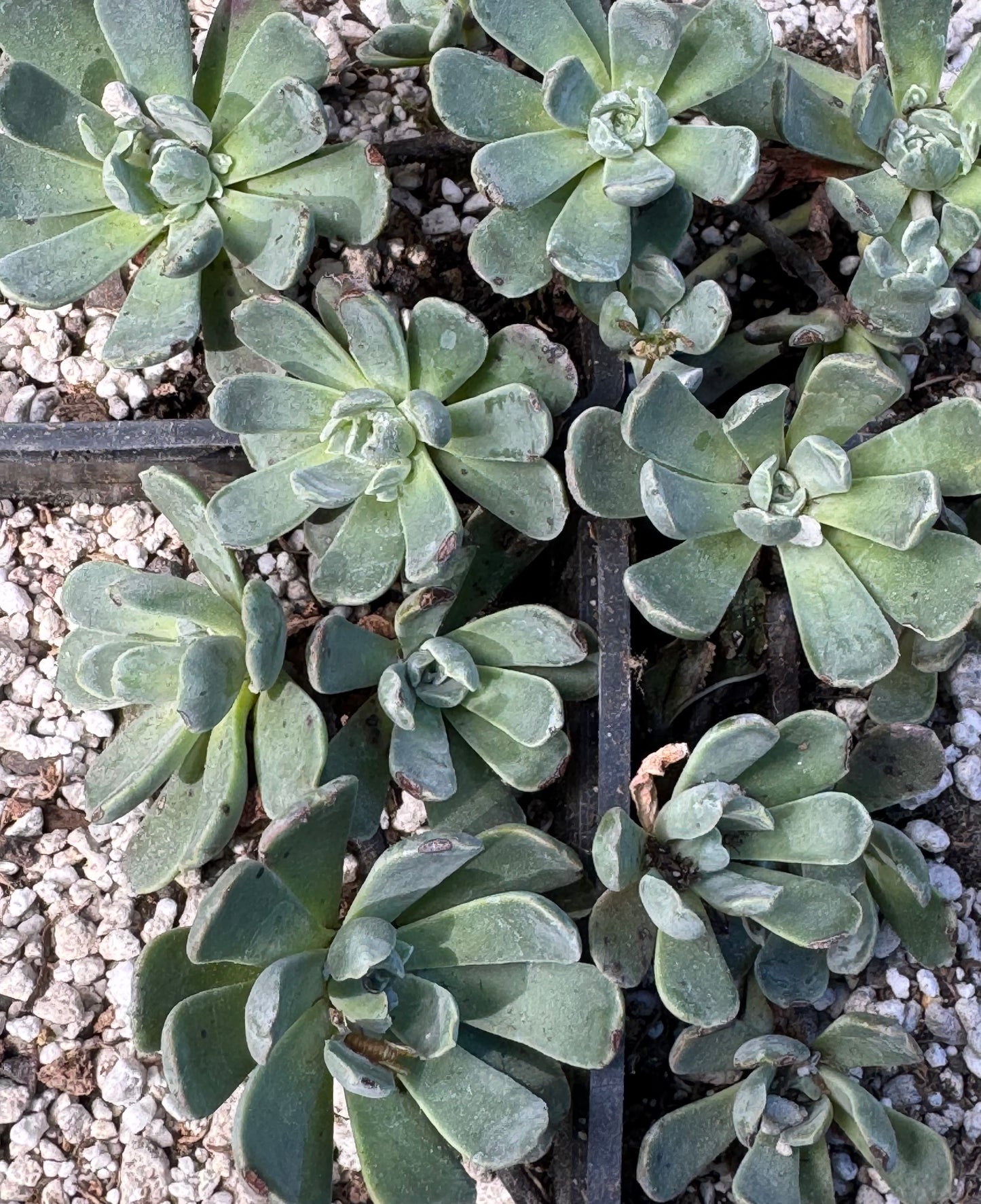 Sedum oblanceolatum 'Greyback'