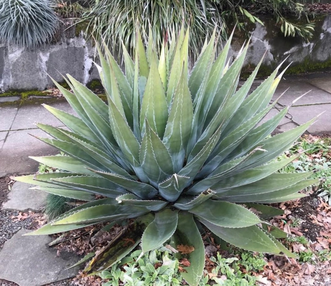 Agave montana (Monte Strain)