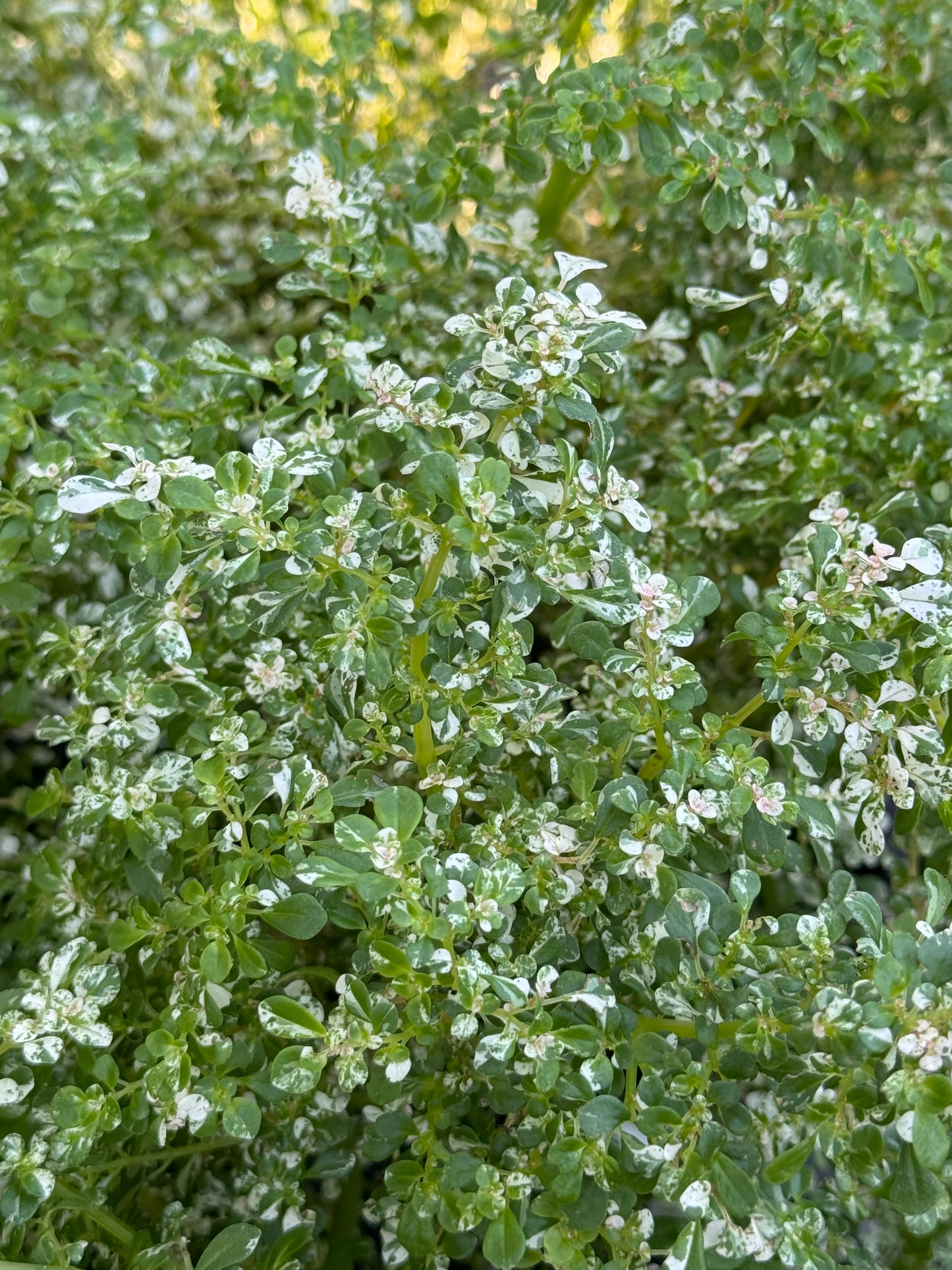 *RETAIL - Pilea microphylla 'Variegata'