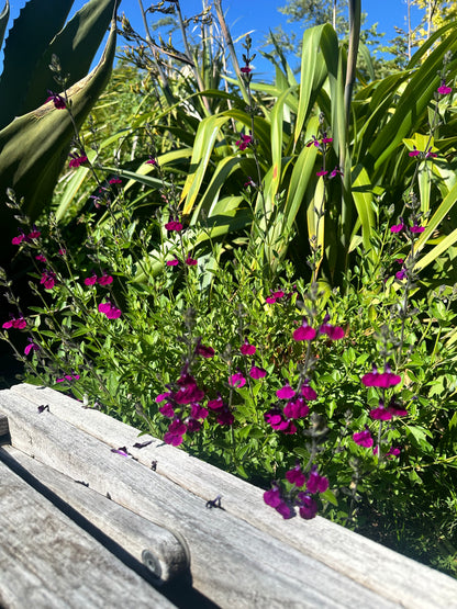 Salvia greggii 'Amethyst Lips'