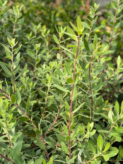 Arctostaphylos 'Pacific Mist'