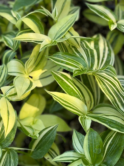 *RETAIL - Tradescantia fluminensis 'Variegata'