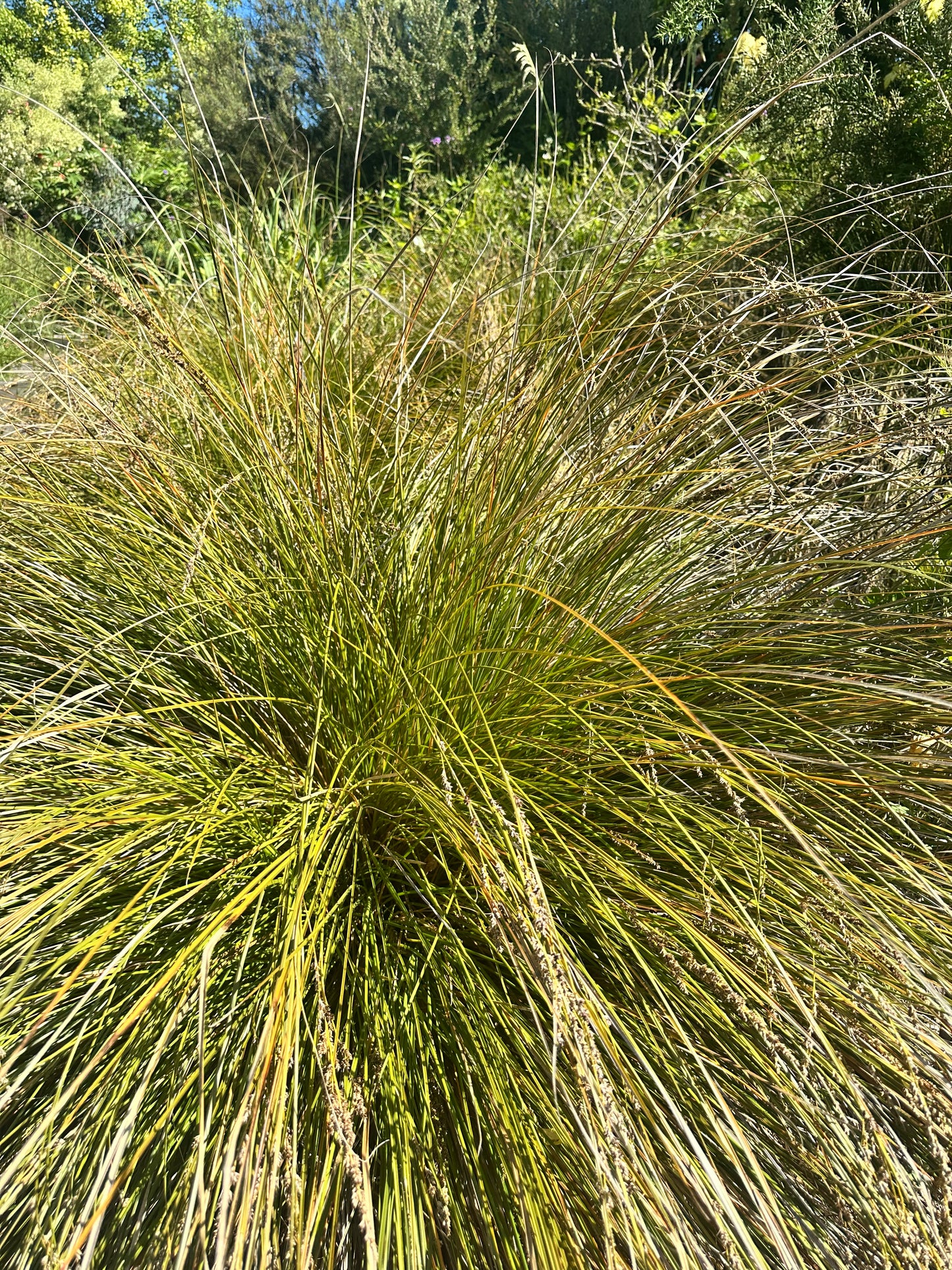 Carex secta