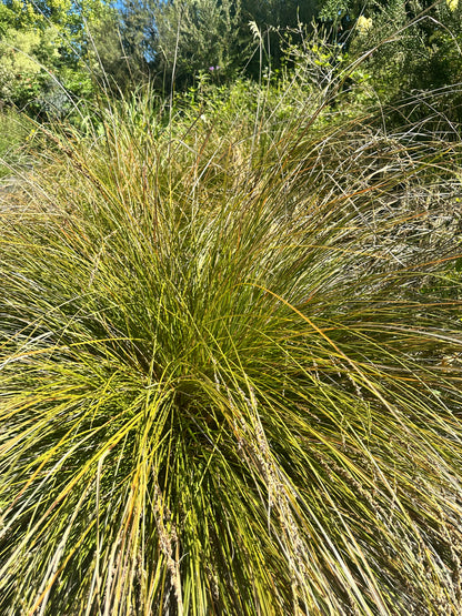 Carex secta
