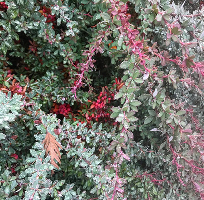 *RETAIL - Berberis wilsoniae