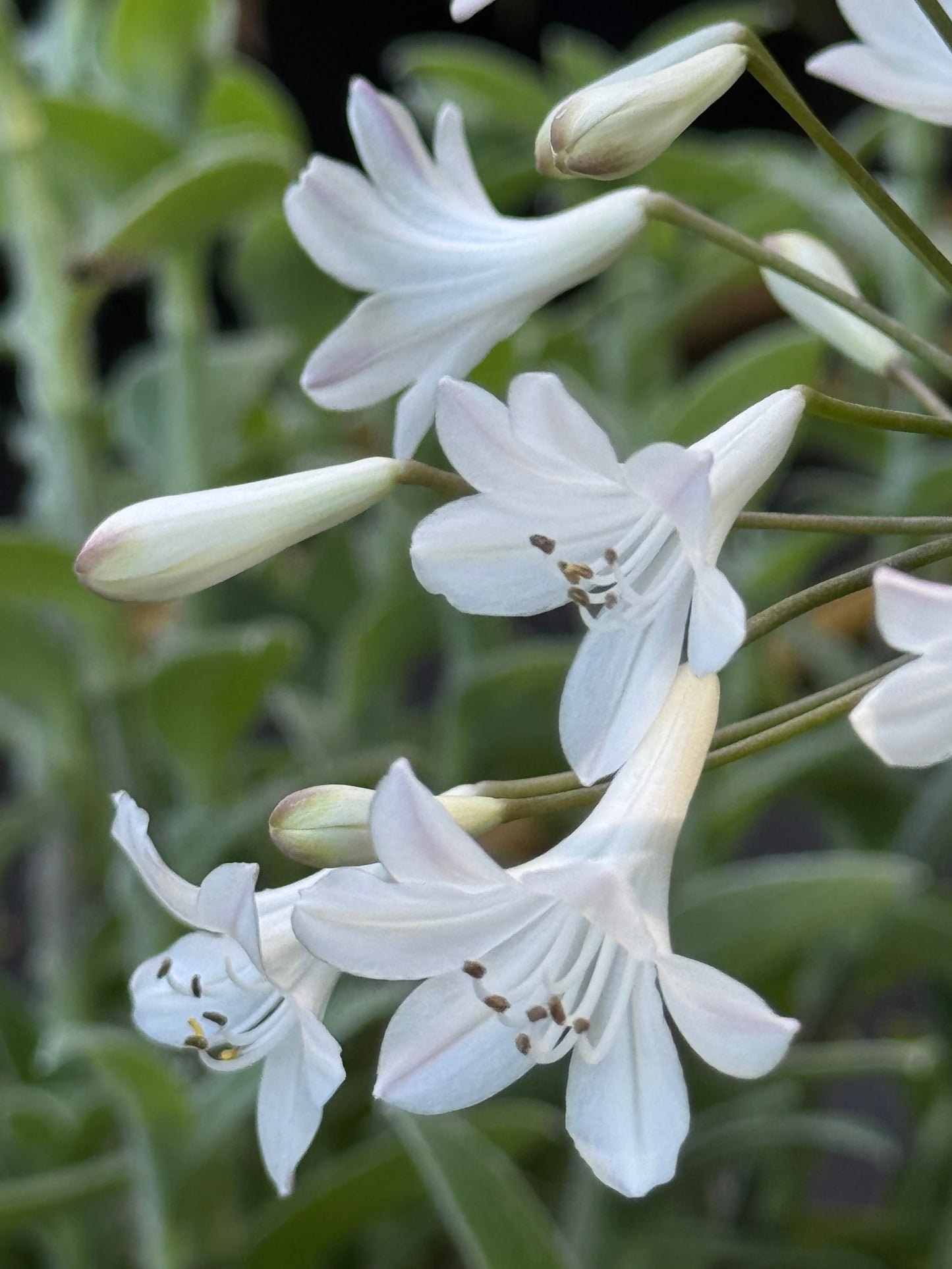 Agapanthus 'Ardernei Hybrid'