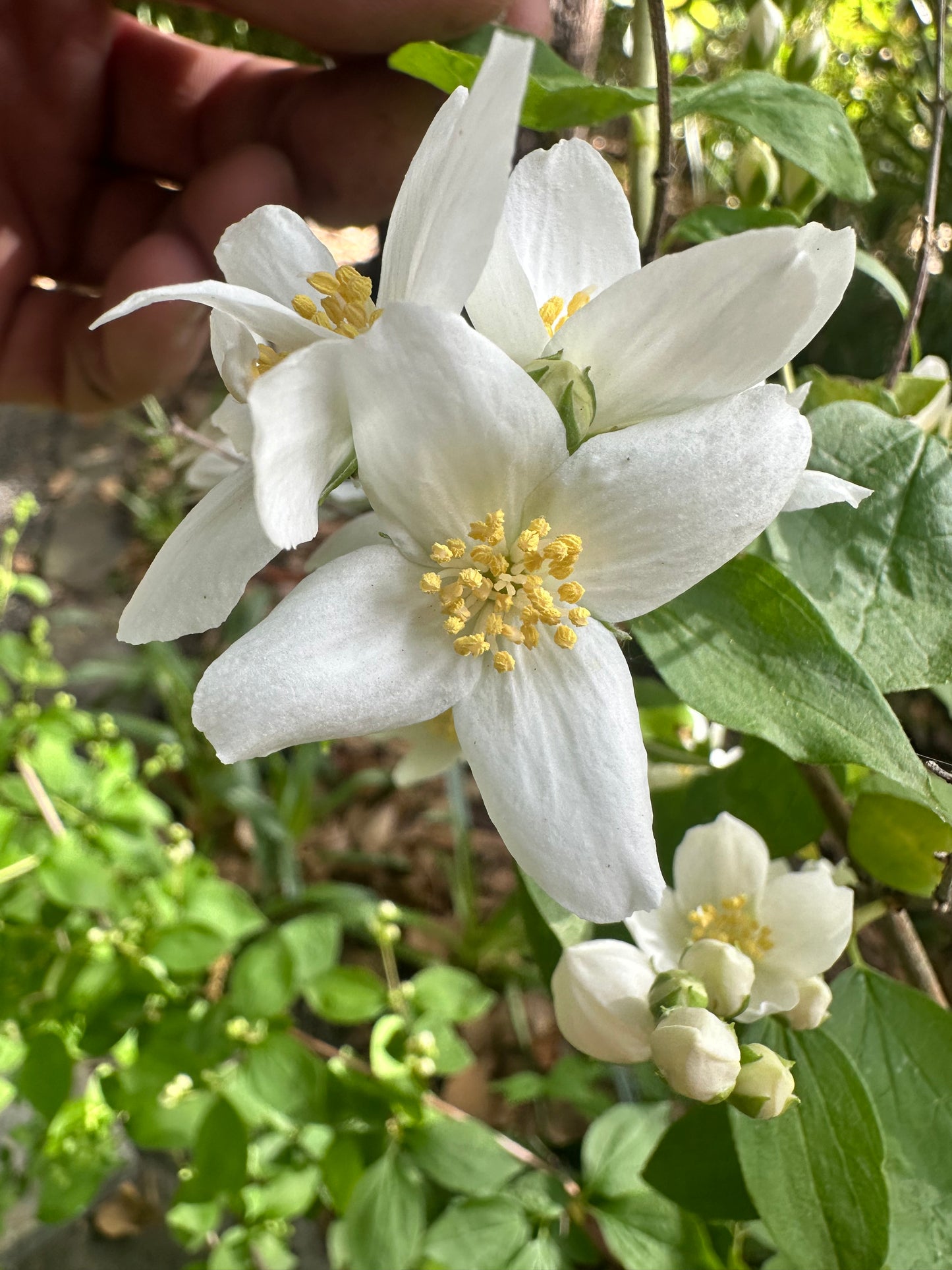 *RETAIL - Philadelphus lewisii 'Goose Creek'