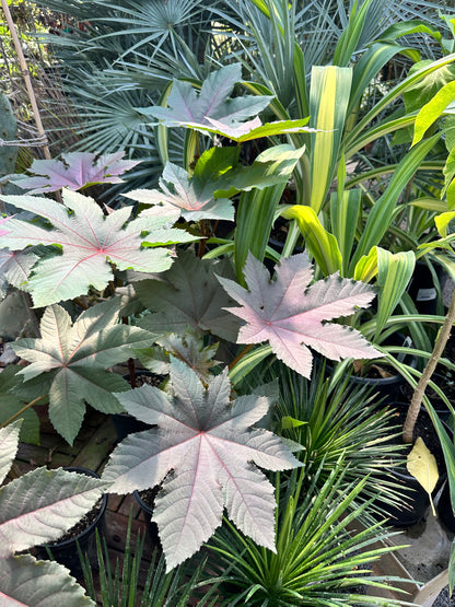 *RETAIL - Ricinus communis var. gibsonii