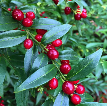 Sarcococca ruscifolia var. chinensis 'Dragon Gate'