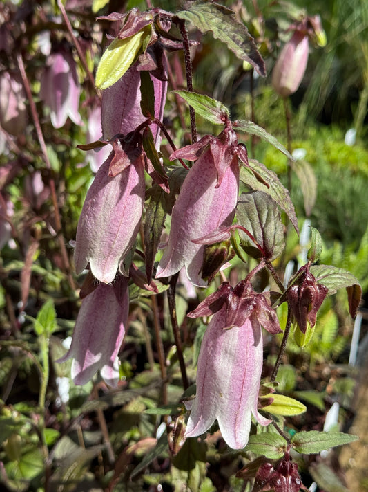 *RETAIL - Campanula punctata 'Silver Bells'