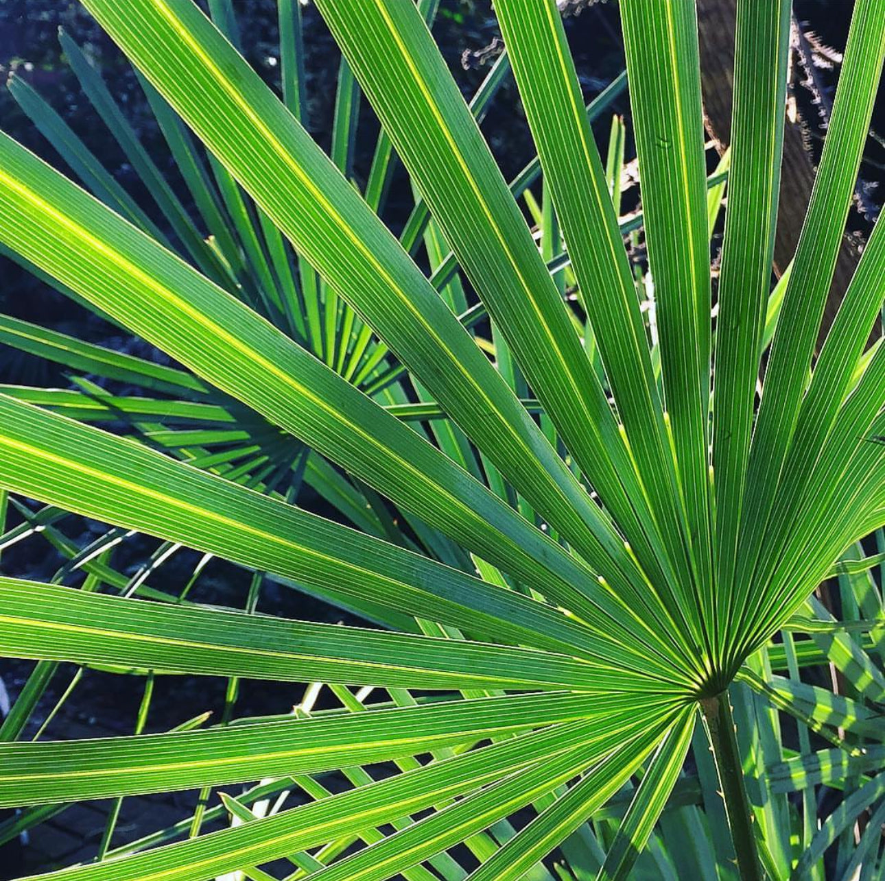 *RETAIL - Chamaerops humilis