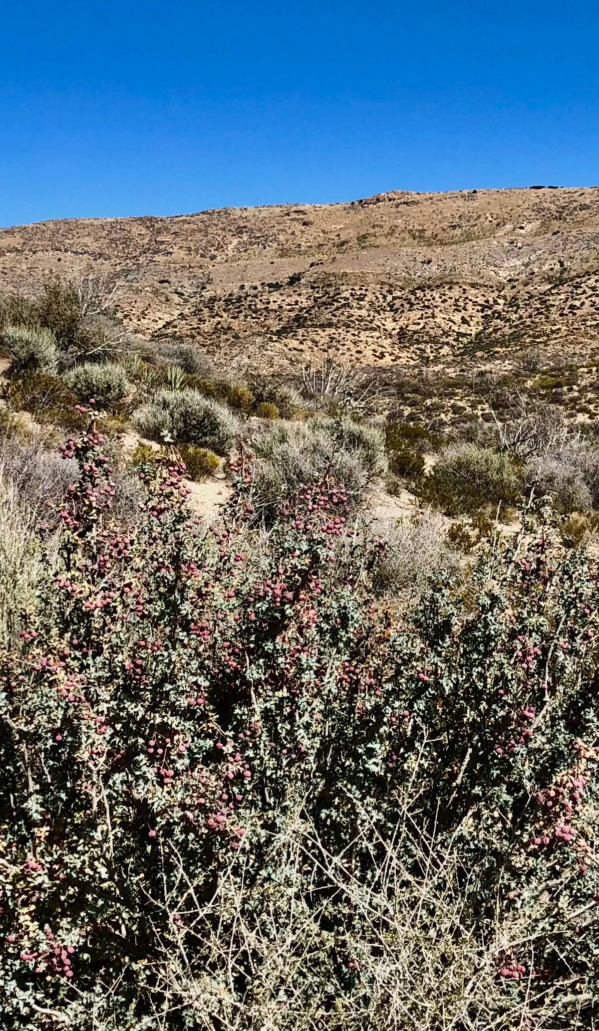 Berberis aff. haematocarpa - Mt. Trumball, AZ