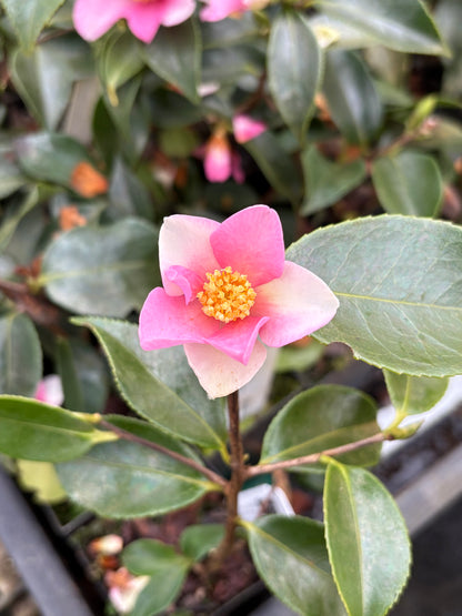 Camellia x ‘Yume’