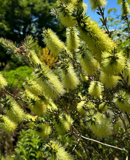 Callistemon viridiflorus