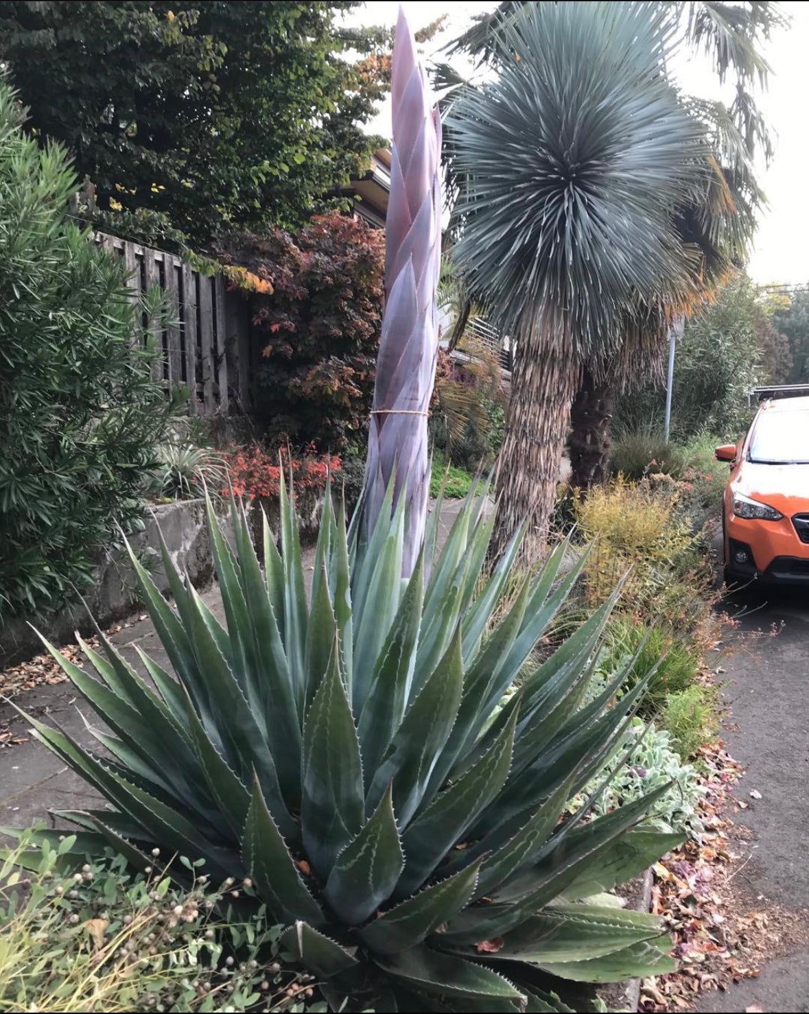 Agave montana (Monte Strain)