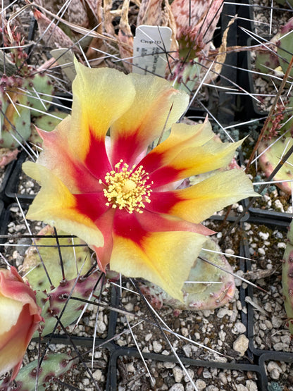 Opuntia macrocentra