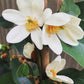 *RETAIL - Magnolia laevifolia 'Largess'
